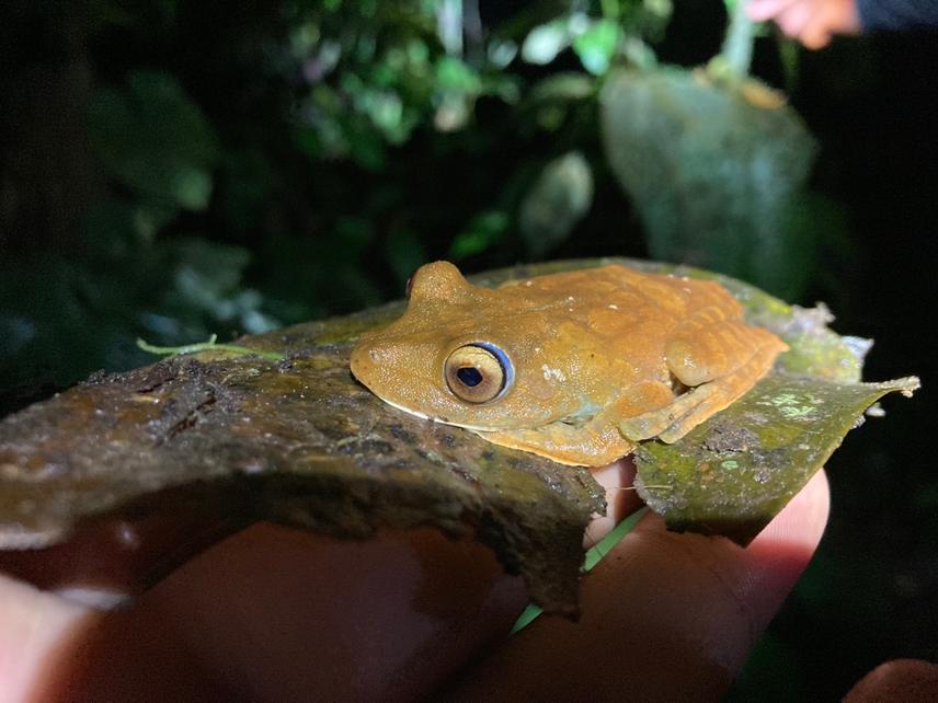 Boana rosenbergi found in remnant forest near FCAT Reserve. © Holden Jones