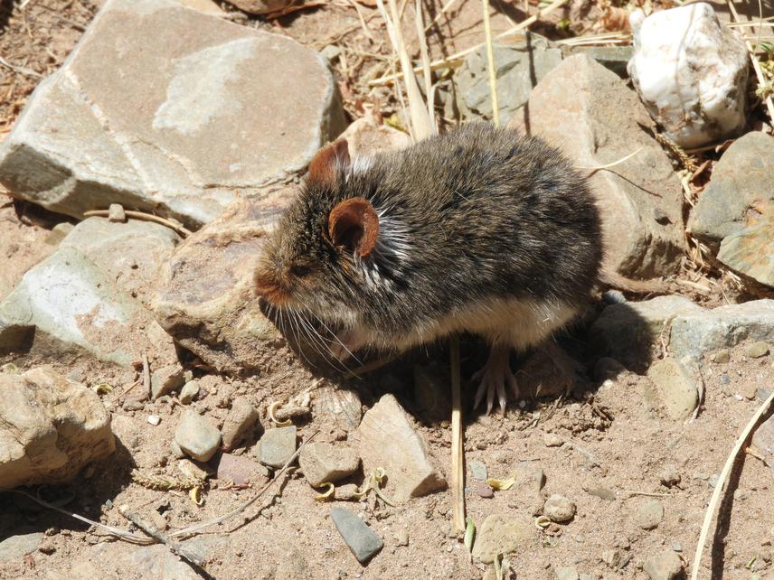 Individual of Abrothrix jelskii captured in the study area
