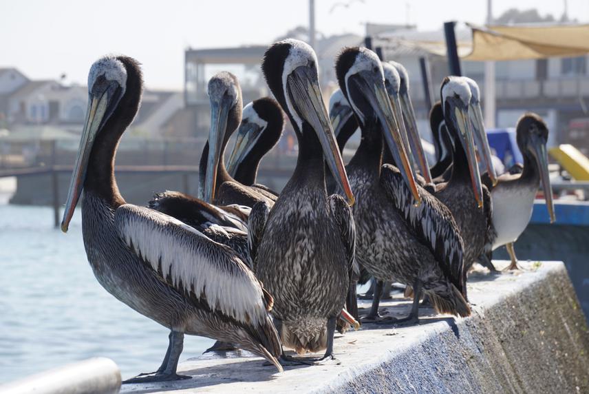 Peruvian pelican. © Cristina Caparros-Vallcorba.