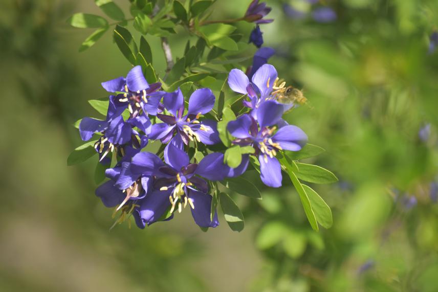 Guaiacum coulteri Species propagated for conservation. © J. Aragón Parada.