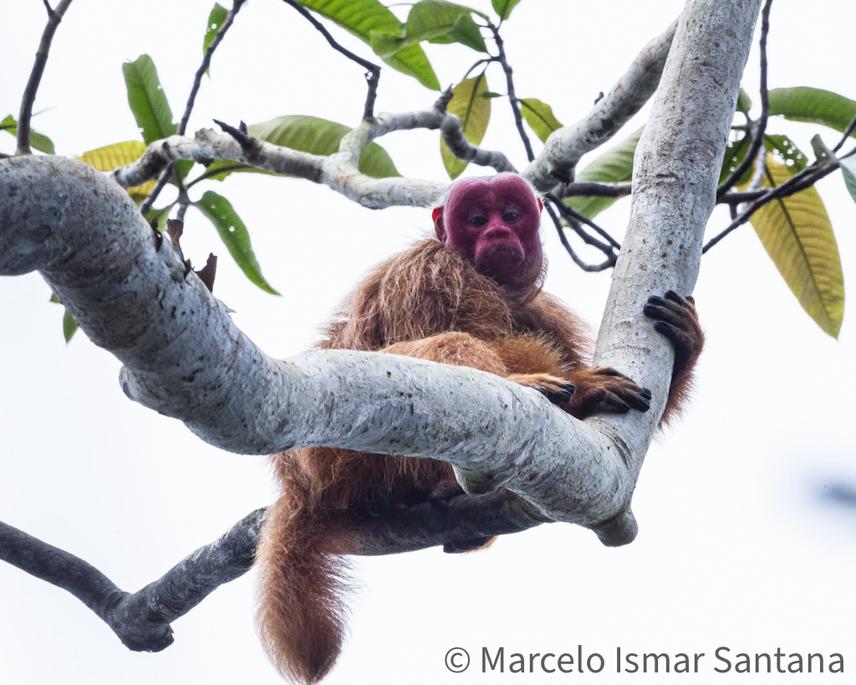 Novaes' Red-headed Uakari monkey (Pitheciidae Cacajao novaesi) in the floodplains of Middle Juruá. © Marcelo Ismar Santa.