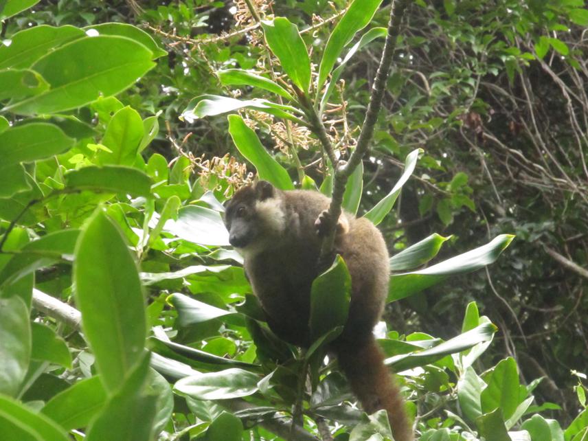 E. cinereiceps, male, foraging.