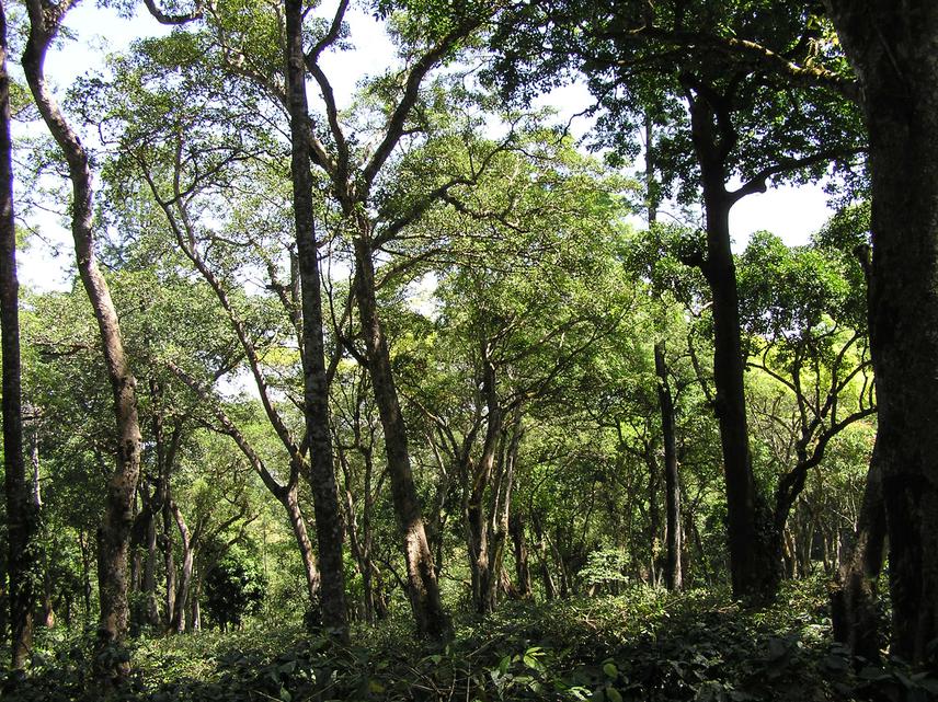 A coffee farm with a tall, dense shade canopy comprising multiple native tree species in the Western Ghats, India. © Anand Osuri.