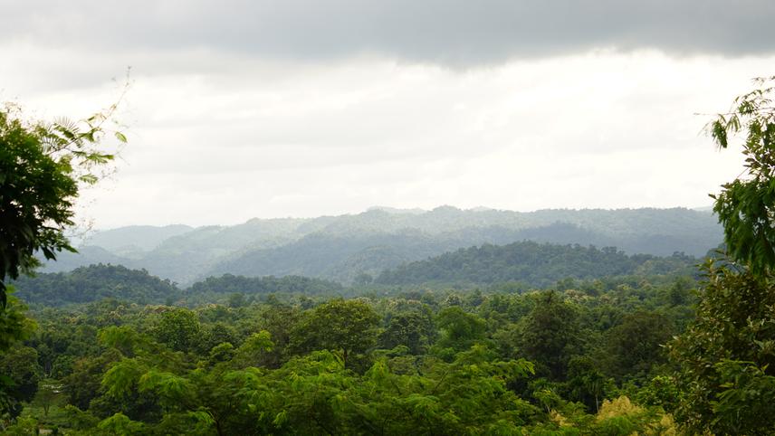 Loharghat Forest range.