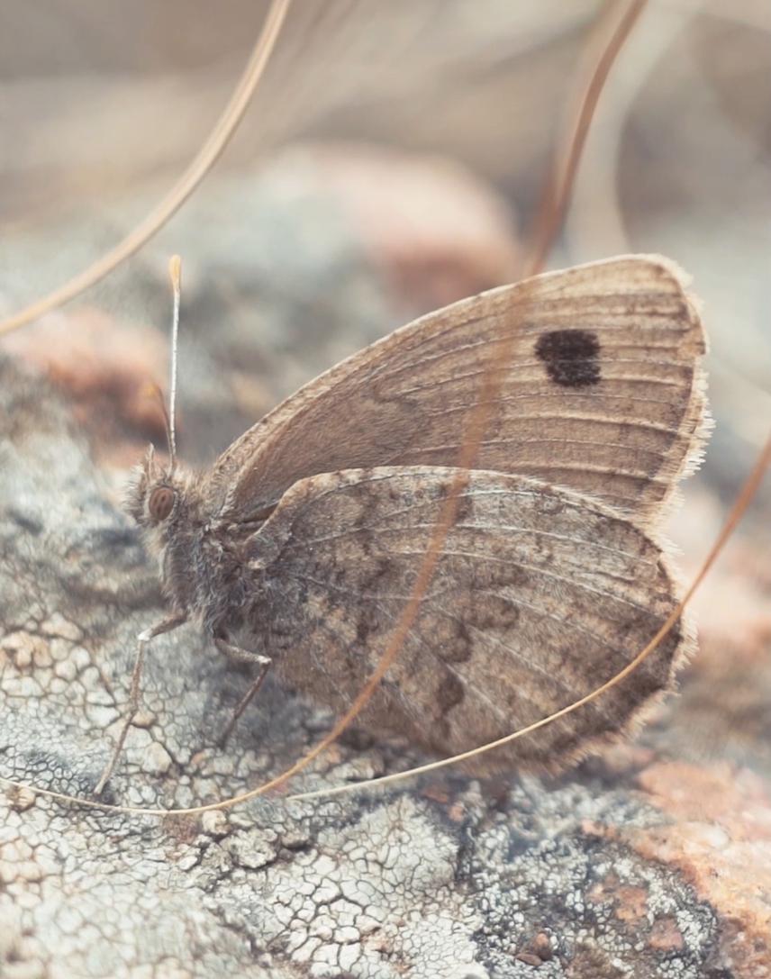 Highland grassland butterflies of the Tandilia mountains. Argyrophorus tandilensis, Sátiro-Plateado Rupícola.