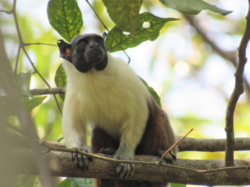 Individual of pied tamarin (Saguinus bicolor) found in a forest fragment from the urban area of Manaus, Brazil. © Tainara V. Sobroza.
