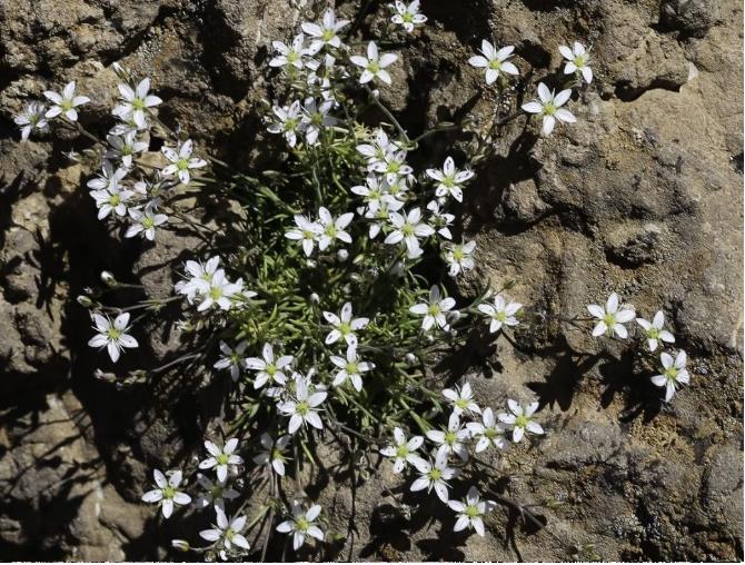 Minuartia verna (Caryophyllaceae).