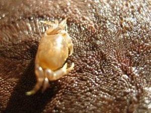 Crab walking on a sea dollar E. emarginata.