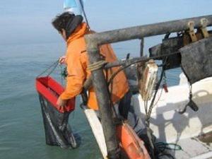 Fisherman starting sampling with the dredge.