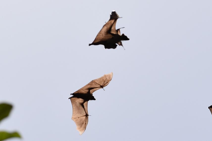 A flying E. helvum with a pup.