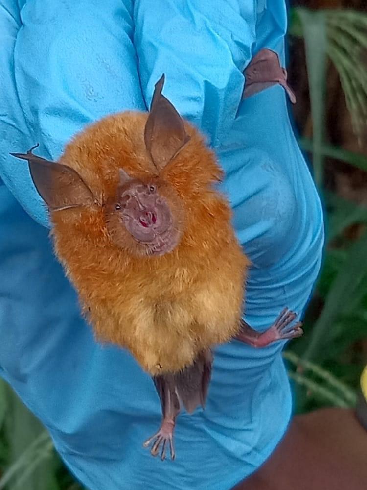 Rhinolopus alcyone captured from Isiapi cave in Nsukka.