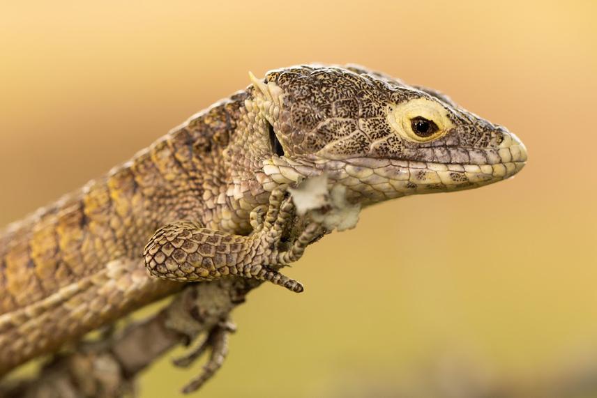 Abronia campbelli. ©Thomas Schrei