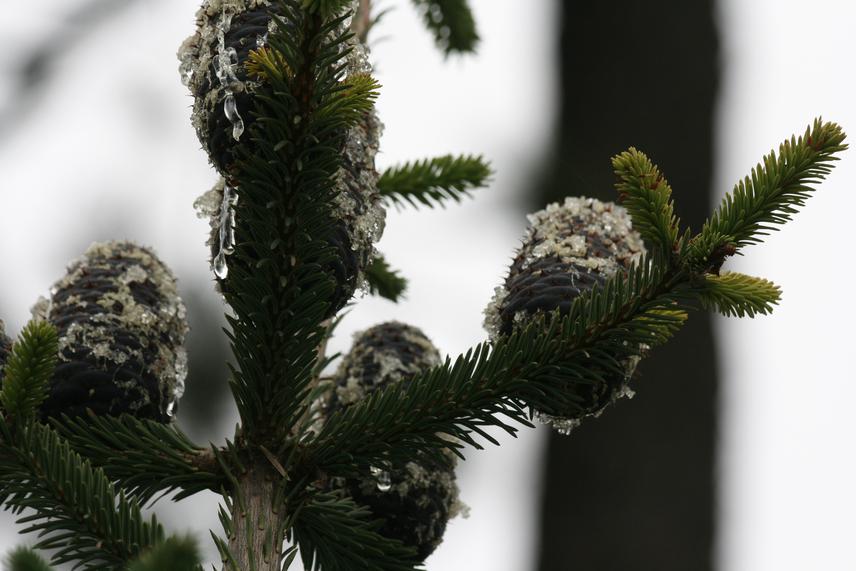 Abies vejarii, endemic Mexican species, considered as near threated by the IUCN and threated by the Mexican NOM-059 list of protected species. © Katia Lizeth Trevino Cuellar.