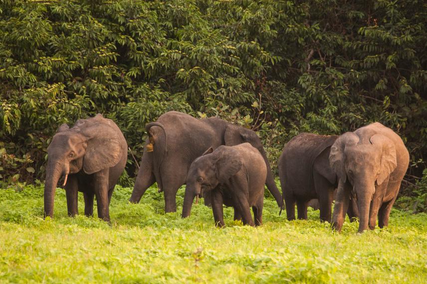 African forest elephants. @ Jan Hamlet.