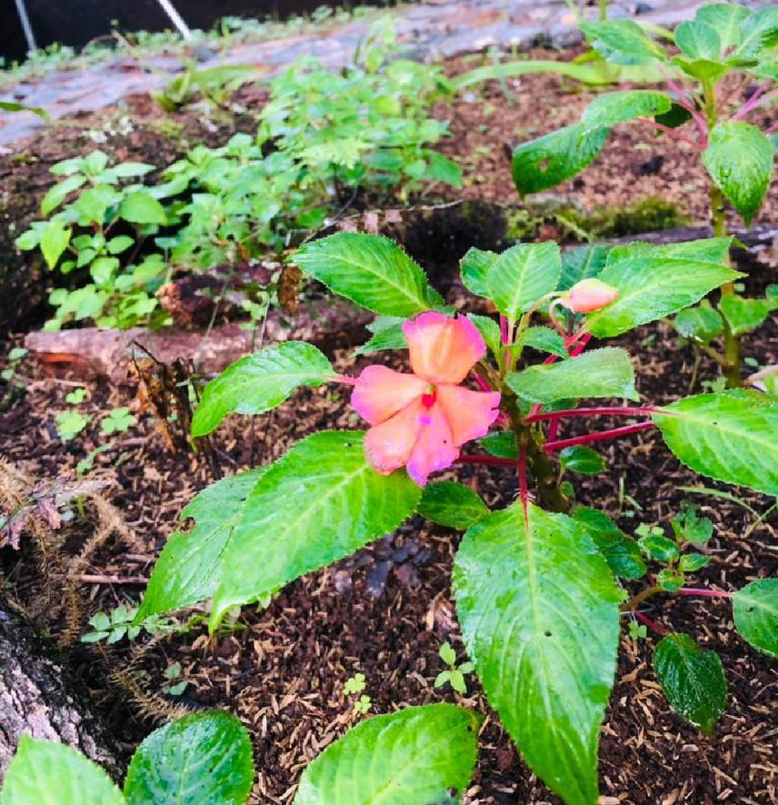 Impatiens usambarensis shadehouse.