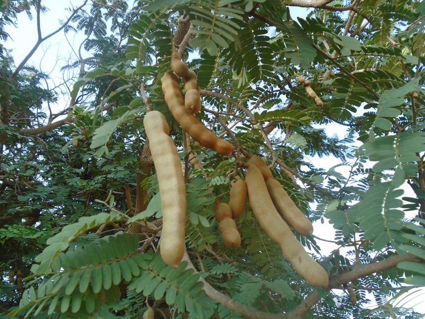 Tamarindus indica fruit. The species is a local value fruit tree whose narural regeneration is difficult. © Sambo Ouedraogo, September 2016