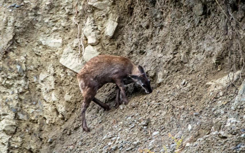 Musk deer licking stone for salt in Mugumba MCA. © AP Tolang.