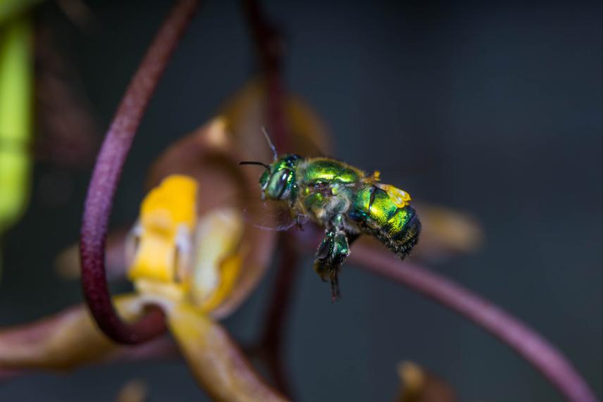 The charismatic orchid bee, Euglossa obrima, carrying pollen from Gongora galeata. © Alvaro Hernandez Rivera.