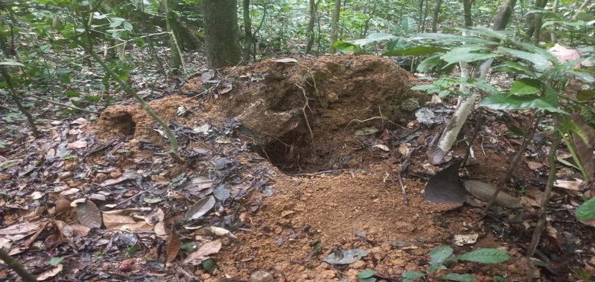 Active Pangolin Nest at Mudzey.