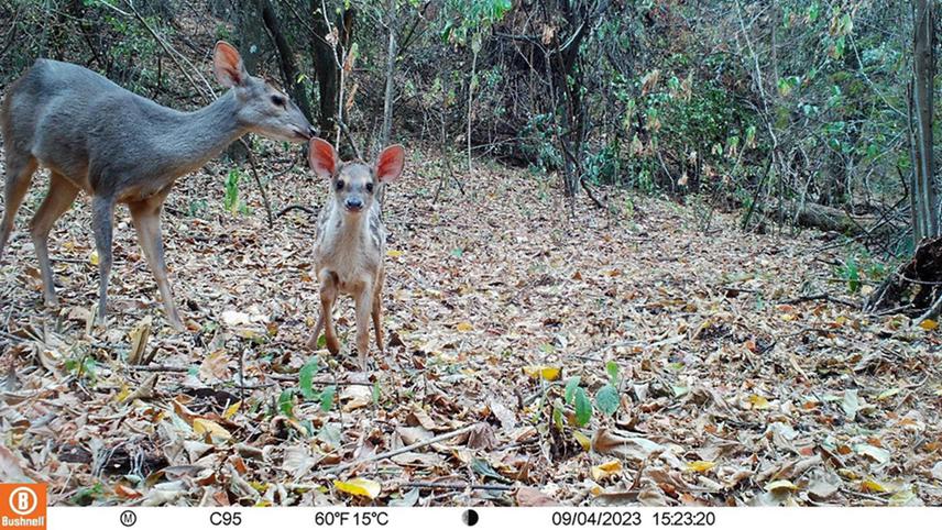Photo taken by camera trap of a “corzuela parda” (Mazama gouazoubira) and its calf.