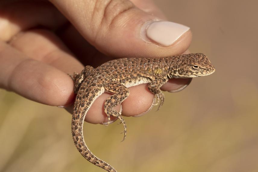 Adult of Liolaemus cuyumhue. © M.V. Brizio.