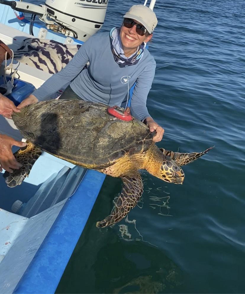 Female hawksbill sea turtle tagged with a satellite tag. © Lourdes Martinez.