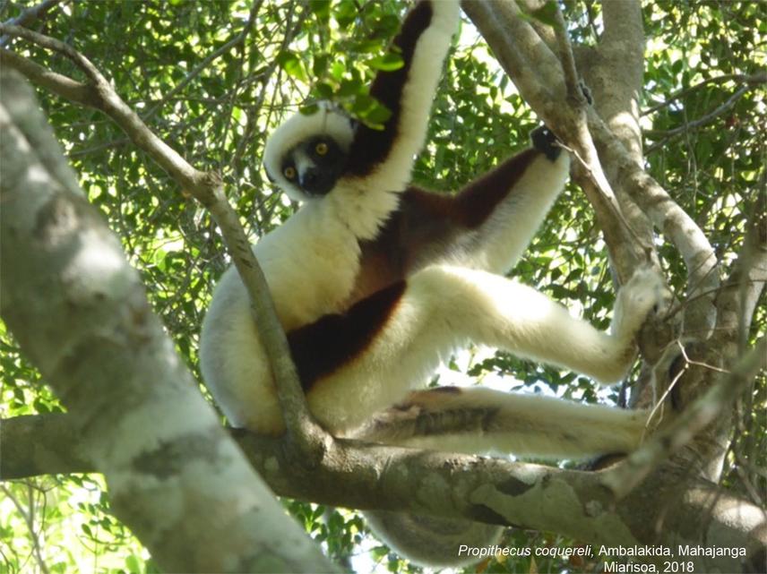 Propithecus coquereli.