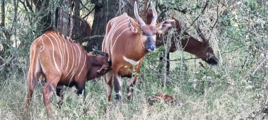 Mountain Bongo at Mount Kenya Wildlife Conservancy.