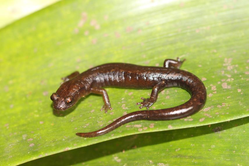 Chiropterotriton chiropterus.