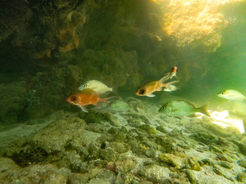 Representatives of the ichthyofauna from one of the project's recording stations photographer. © Túlio Freire Xavier