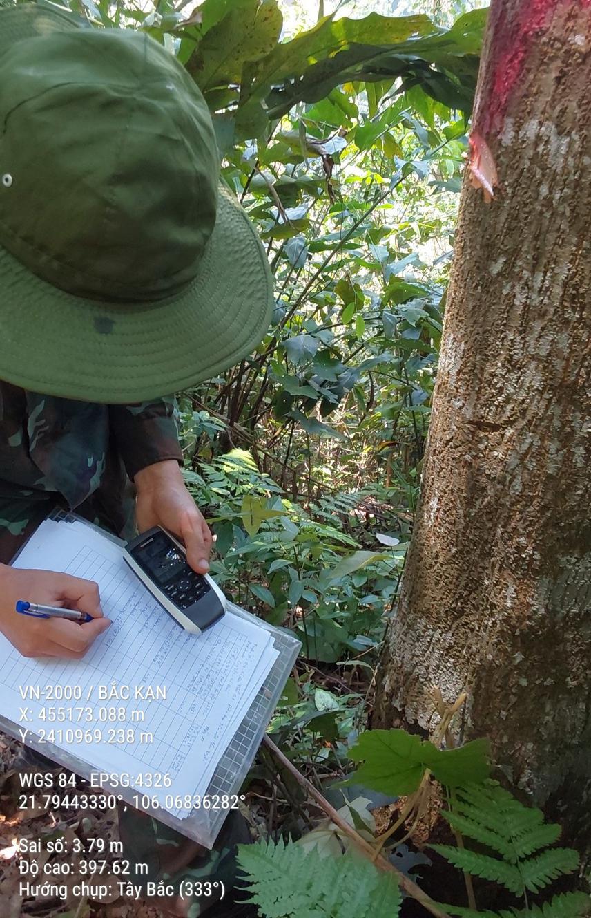 Forest survey.