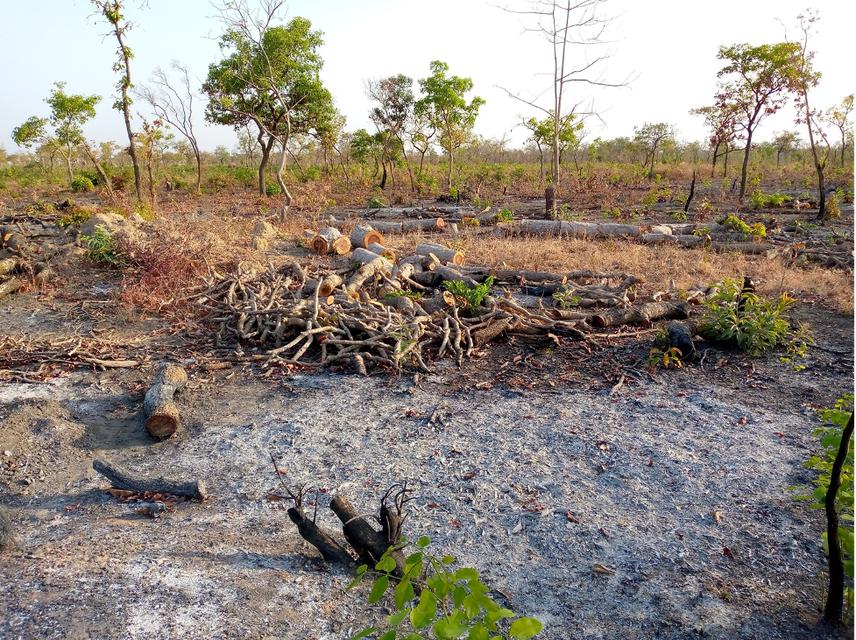 Shea trees cut down waiting for charcoal burning.