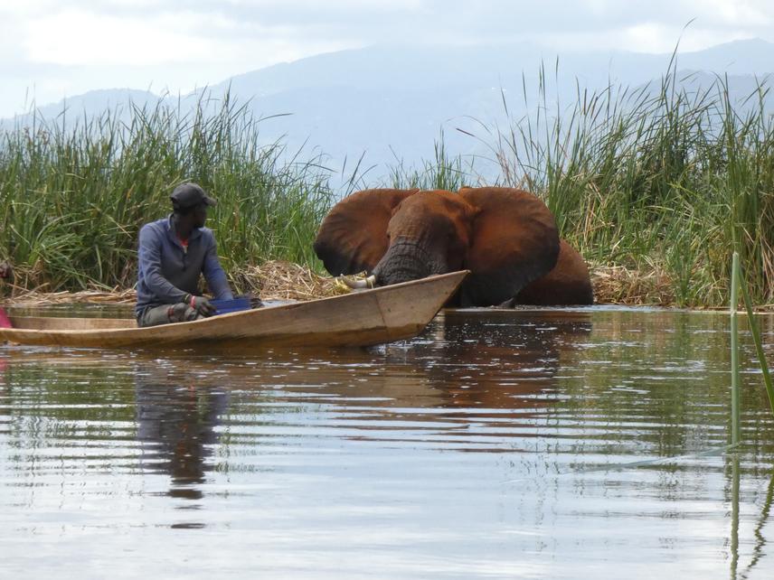 Fisherman resident to Jipe sails past staring Fluke who was feeding on the papyrus bed behind him. © Zak M. Muteti.