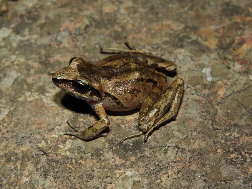 Study species Oreobates berdemenos. © Mauricio S. Akmentins.