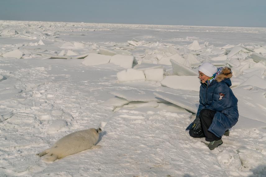 Endangered Caspian seal found in Kazakhstan part of Caspian Sea.  © J.Amankulov.