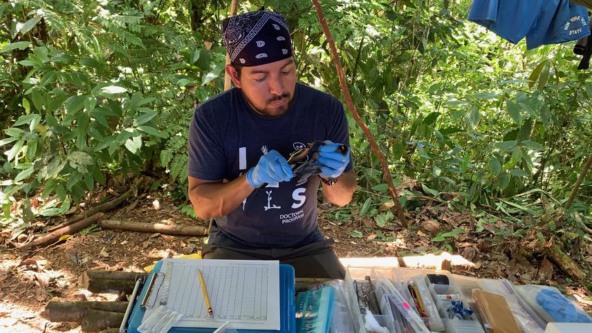 Taking morphological measurements of the species Myadestes coloratus in a remote area of the Tacarcuna Mountain. © Marciano Quintero.