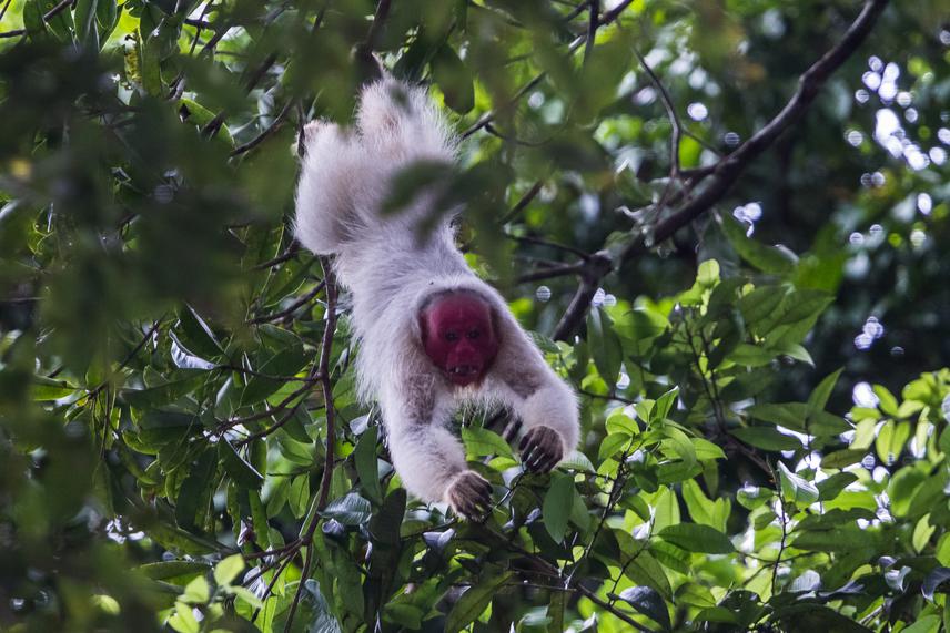 The recently described Cacajao amuna, the white uakaris from the Tarauacá River, Brazil.