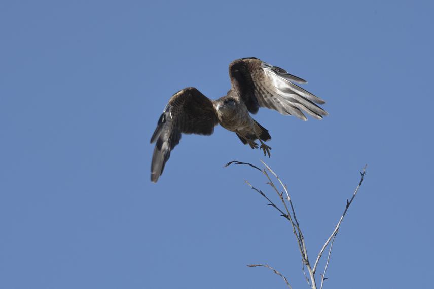 The Milvago Chimango (Chimango caracara), locally known as Tiuque, is a very common bird of prey in Chile and adaptable to human-dominated landscapes.  © José Manuel Cruz.