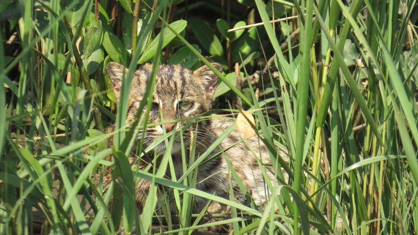 © Giridhar Malla/Godavari Fishing Cat Project Photographs.