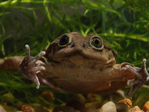 The critically endangered Titicaca frog Telmatobius coleus.