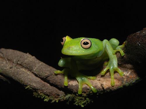 Hyla granosa.