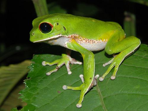 Phyllomedusa boliviana.