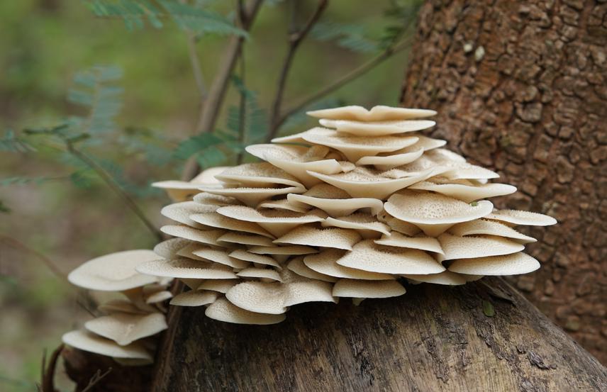 Lentinus squarrosulus. © BOUKARY A A 2022.