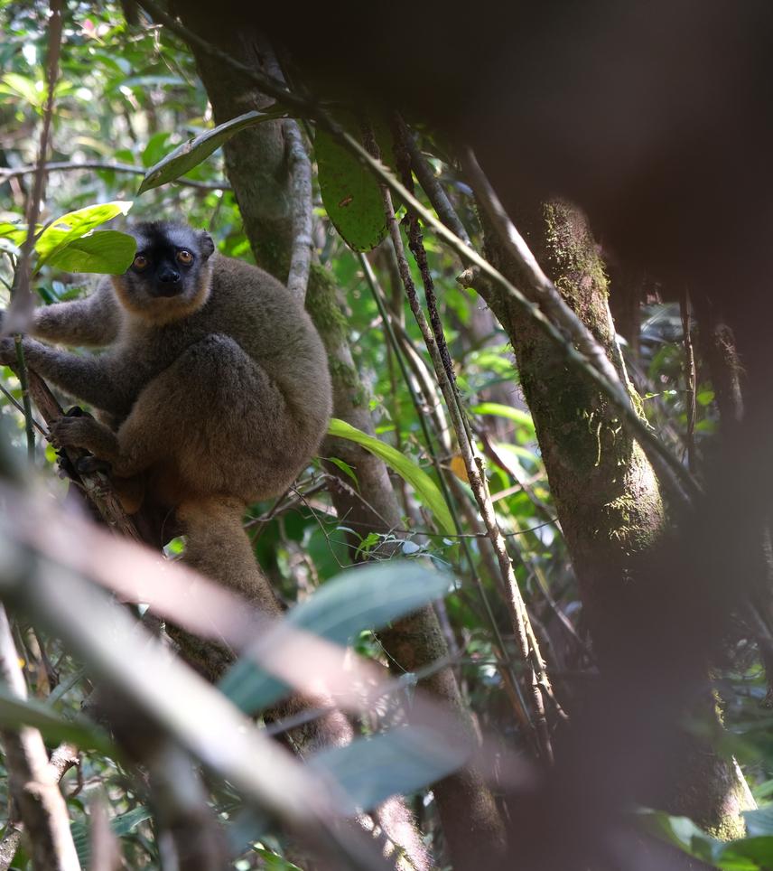 Eulemur rufifrons.