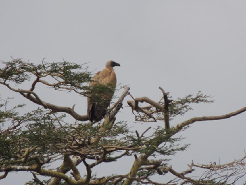 Gyps africanus roosting on Vachelia xanthophloea at hippo pools in Nairobi National Park. © Brian Ochieng.