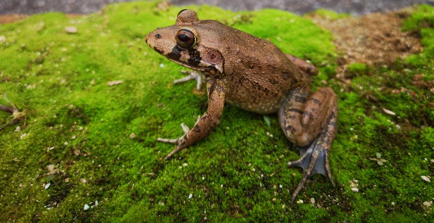 West African brown frog. © Lotanna Micah Nneji.