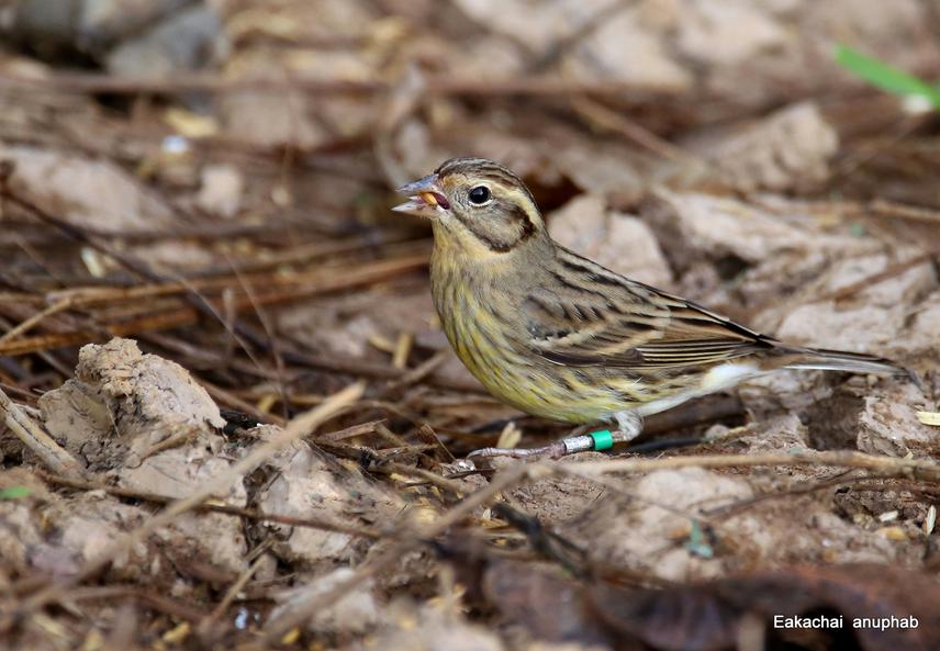 Important evident to show that YBBU return to the same wintering site after banding in 2021.
