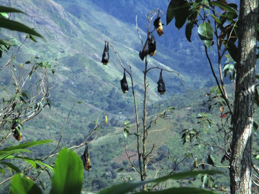 Group of Pteropus rufus individuals in a roost in Ampasimanjeva. © R. A. Andrianaivoarivelo, August 2019.