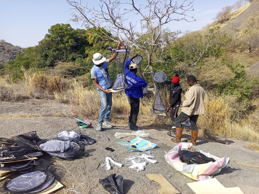 Team members getting pop-up butterfly traps ready for fieldwork.