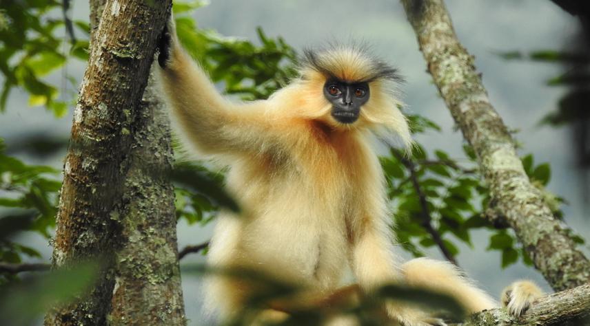 A Male Golden Langur. © Kuenzang Dorji.